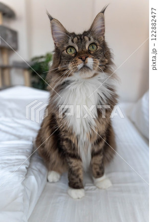 Maincoon cat sitting on the bed 122882477