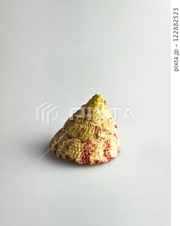 Shell Tectus virgatus on a white background Shell Tectus virgatus on a white background 122882523
