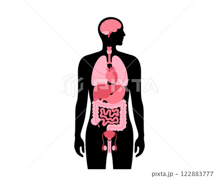 Human internal organs 122883777