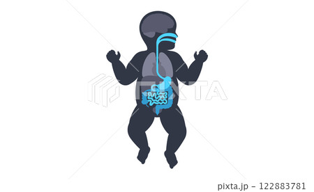 Human internal organs 122883781