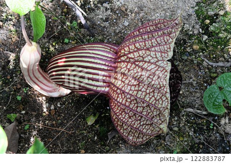 人の顔ぐらいの大きさのホルンのようなアフリカ最大の花アリストロキア・ゴルディアナがグロテスク 122883787