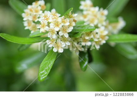 初夏の森に咲く白いピラカンサの花 初夏の森に咲く白いピラカンサの花 122883866