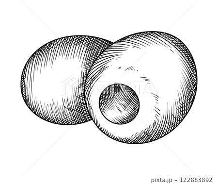 Olive fruits food illustration in the graphic line art style. Hand drawn vector outline element of preparing meal. Perfect for vegetable menu creating and sketch drawing designs. 122883892