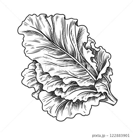 Fresh lettuce food illustration in the graphic line art style. Hand drawn vector outline element of preparing meal. Perfect for vegetable menu creating and sketch drawing designs. Fresh lettuce food illustration in the graphic line art style. Hand drawn vector outline element of preparing meal. Perfect for vegetable menu creating and sketch drawing designs. 122883901