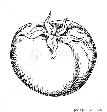 Whole tomato food illustration in the graphic line art style. Hand drawn vector outline element of healthy meal. Perfect for vegetable menu creating and sketch drawing designs. 122883920