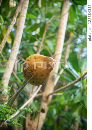 熟したカニステル 熟したカニステル 122884333