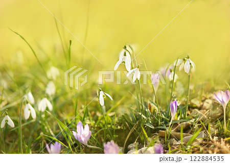 Spring blossoming snowbell, springtime snowdrops blooming flowers in garden, selective focus, shallow DOF, toned 122884535
