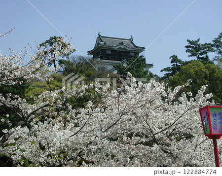 岡崎城の桜まつり，愛知県岡崎公園 122884774