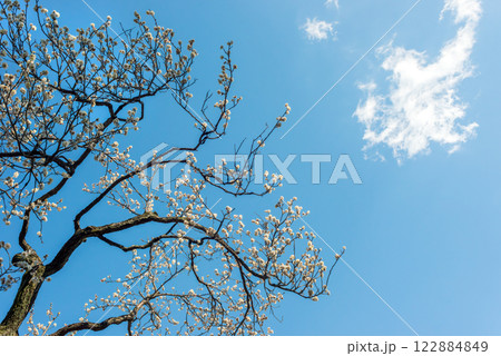 満開に咲いた梅の花と木、早春の梅林 122884849