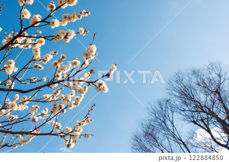 満開に咲いた梅の花と木、早春の梅林 122884850