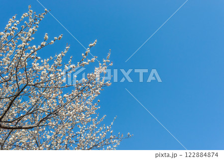 満開に咲いた梅の花と木、早春の梅林 満開に咲いた梅の花と木、早春の梅林 122884874