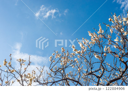 早春に咲いた梅の花と木、日本庭園の梅林 122884906