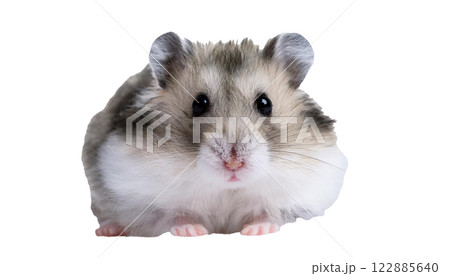 ジャンガリアンハムスター（AI生成素材） 122885640