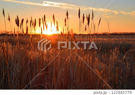 Golden Sunset Over a Field of Tall Grassのイラスト素材 [122885779] - PIXTA