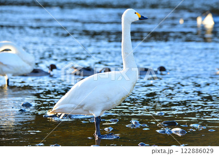 越冬するコハクチョウ　荒川本流　　 122886029
