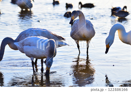 越冬するコハクチョウ 荒川本流 越冬するコハクチョウ 荒川本流 122886166