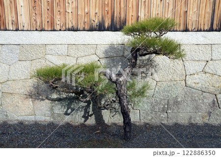 妙心寺　参道の松の木　京都市右京区花園 122886350
