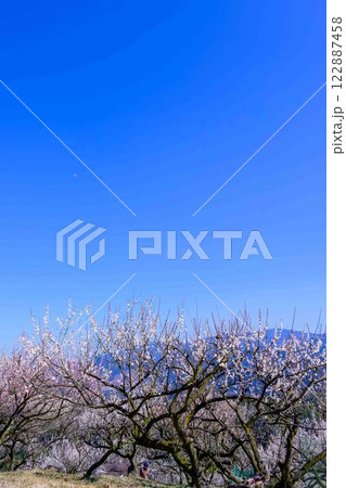 梅見月（うめみづき）の晴天に映える梅の花「人吉市の南、大畑(おこば)の丘の斜面にひろがる梅園」人吉市 122887458