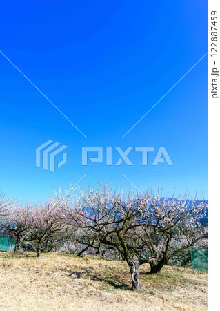 梅見月(うめみづき)の晴天に映える梅の花「人吉市の南、大畑(おこば)の丘の斜面にひろがる梅園」人吉市 梅見月(うめみづき)の晴天に映える梅の花「人吉市の南、大畑(おこば)の丘の斜面にひろがる梅園」人吉市 122887459