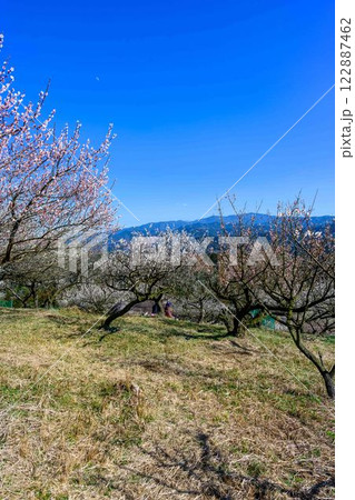 梅見月(うめみづき)の晴天に映える梅の花「人吉市の南、大畑(おこば)の丘の斜面にひろがる梅園」人吉市 梅見月(うめみづき)の晴天に映える梅の花「人吉市の南、大畑(おこば)の丘の斜面にひろがる梅園」人吉市 122887462