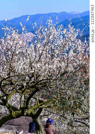梅見月（うめみづき）の晴天に映える梅の花「人吉市の南、大畑(おこば)の丘の斜面にひろがる梅園」人吉市 122887463