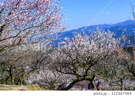 梅見月(うめみづき)の晴天に映える梅の花「人吉市の南、大畑(おこば)の丘の斜面にひろがる梅園」人吉市 梅見月(うめみづき)の晴天に映える梅の花「人吉市の南、大畑(おこば)の丘の斜面にひろがる梅園」人吉市 122887464
