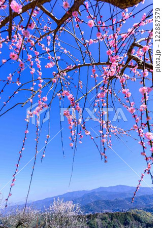 梅見月(うめみづき)の晴天に映える梅の花「人吉市の南、大畑(おこば)の丘の斜面にひろがる梅園」人吉市 梅見月(うめみづき)の晴天に映える梅の花「人吉市の南、大畑(おこば)の丘の斜面にひろがる梅園」人吉市 122887579