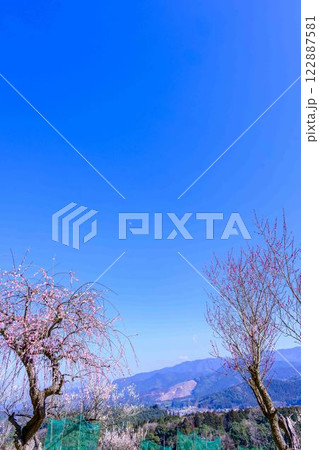 梅見月(うめみづき)の晴天に映える梅の花「人吉市の南、大畑(おこば)の丘の斜面にひろがる梅園」人吉市 梅見月(うめみづき)の晴天に映える梅の花「人吉市の南、大畑(おこば)の丘の斜面にひろがる梅園」人吉市 122887581