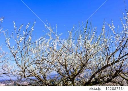 梅見月（うめみづき）の晴天に映える梅の花「人吉市の南、大畑(おこば)の丘の斜面にひろがる梅園」人吉市 122887584