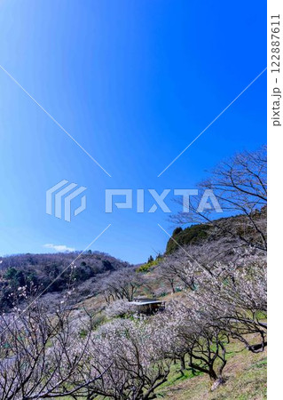 梅見月（うめみづき）の晴天に映える梅の花「人吉市の南、大畑(おこば)の丘の斜面にひろがる梅園」人吉市 122887611