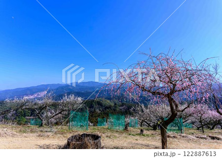 梅見月(うめみづき)の晴天に映える梅の花「人吉市の南、大畑(おこば)の丘の斜面にひろがる梅園」人吉市 梅見月(うめみづき)の晴天に映える梅の花「人吉市の南、大畑(おこば)の丘の斜面にひろがる梅園」人吉市 122887613