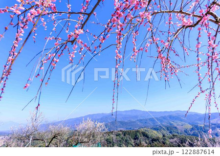 梅見月（うめみづき）の晴天に映える梅の花「人吉市の南、大畑(おこば)の丘の斜面にひろがる梅園」人吉市 122887614