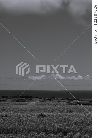 晴れた日のキビ畑 122887626