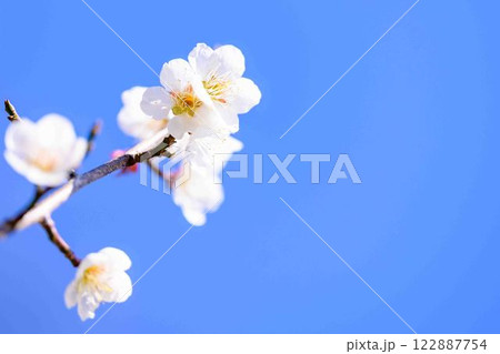 梅見月の光芒に映える梅の花クローズアップ「人吉市の南、大畑(おこば)の丘の斜面にひろがる梅園」人吉市 122887754