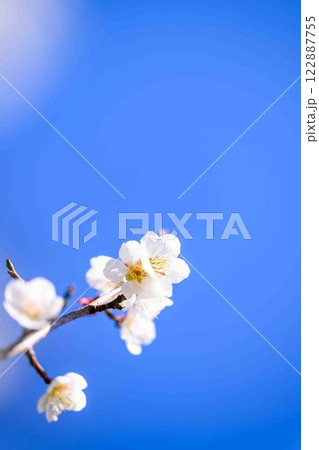 梅見月の光芒に映える梅の花クローズアップ「人吉市の南、大畑(おこば)の丘の斜面にひろがる梅園」人吉市 梅見月の光芒に映える梅の花クローズアップ「人吉市の南、大畑(おこば)の丘の斜面にひろがる梅園」人吉市 122887755