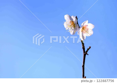 梅見月の光芒に映える梅の花クローズアップ「人吉市の南、大畑(おこば)の丘の斜面にひろがる梅園」人吉市 122887756