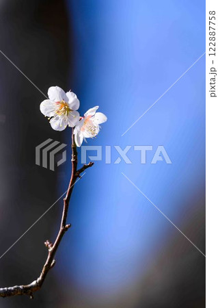 梅見月の光芒に映える梅の花クローズアップ「人吉市の南、大畑(おこば)の丘の斜面にひろがる梅園」人吉市 122887758