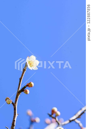 梅見月(うめみづき)の晴天に映える梅の花「人吉市の南、大畑(おこば)の丘の斜面にひろがる梅園」人吉市 梅見月(うめみづき)の晴天に映える梅の花「人吉市の南、大畑(おこば)の丘の斜面にひろがる梅園」人吉市 122887856