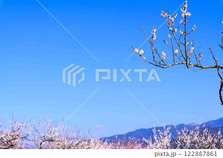 梅見月（うめみづき）の晴天に映える梅の花「人吉市の南、大畑(おこば)の丘の斜面にひろがる梅園」人吉市 122887861