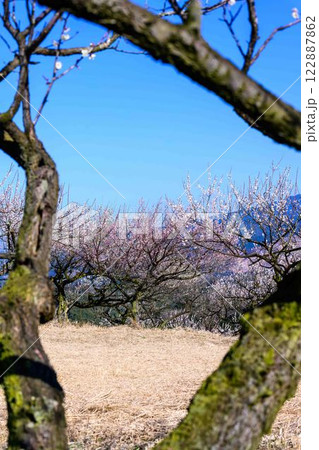梅見月(うめみづき)の晴天に映える梅の花「人吉市の南、大畑(おこば)の丘の斜面にひろがる梅園」人吉市 梅見月(うめみづき)の晴天に映える梅の花「人吉市の南、大畑(おこば)の丘の斜面にひろがる梅園」人吉市 122887862