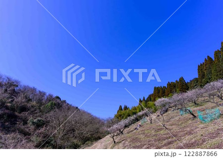 梅見月(うめみづき)の晴天に映える梅の花「人吉市の南、大畑(おこば)の丘の斜面にひろがる梅園」人吉市 梅見月(うめみづき)の晴天に映える梅の花「人吉市の南、大畑(おこば)の丘の斜面にひろがる梅園」人吉市 122887866