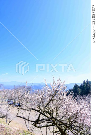 梅見月(うめみづき)の晴天に映える梅の花「人吉市の南、大畑(おこば)の丘の斜面にひろがる梅園」人吉市 梅見月(うめみづき)の晴天に映える梅の花「人吉市の南、大畑(おこば)の丘の斜面にひろがる梅園」人吉市 122887877