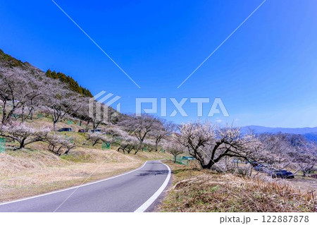 梅見月(うめみづき)の晴天に映える梅の花「人吉市の南、大畑(おこば)の丘の斜面にひろがる梅園」人吉市 梅見月(うめみづき)の晴天に映える梅の花「人吉市の南、大畑(おこば)の丘の斜面にひろがる梅園」人吉市 122887878