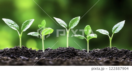 Growing Seedlings Sprouting from Soil in Nature with Green Background Growing Seedlings Sprouting from Soil in Nature with Green Background 122887904