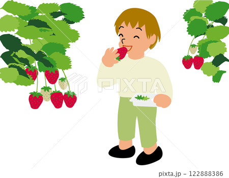 いちご狩り体験をする子どものイラスト02：男の子が農園でとったばかりのいちごを立って食べている 122888386
