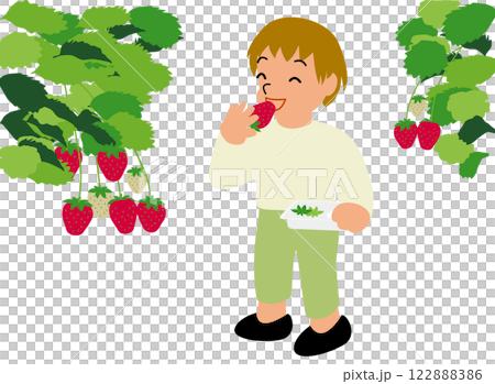 いちご狩り体験をする子どものイラスト02：男の子が農園でとったばかりのいちごを立って食べている 122888386