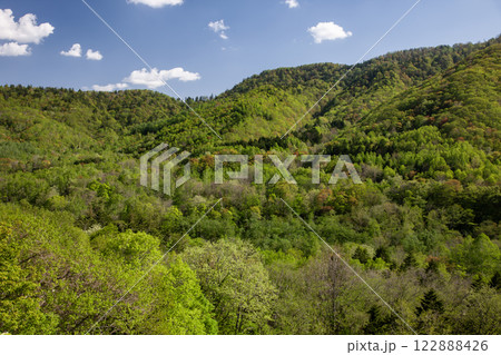 新緑の定山渓 新緑の定山渓 122888426