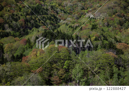 新緑の定山渓 新緑の定山渓 122888427