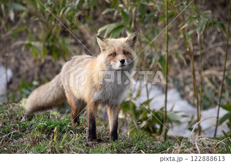 早春のキタキツネ 122888613