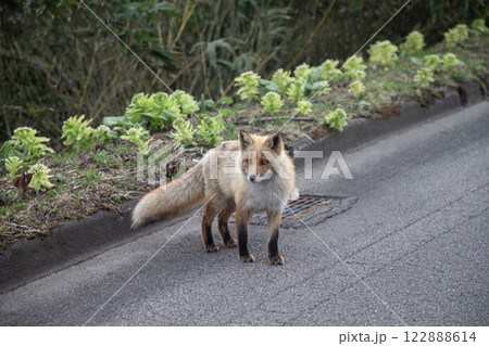 早春のキタキツネ 122888614